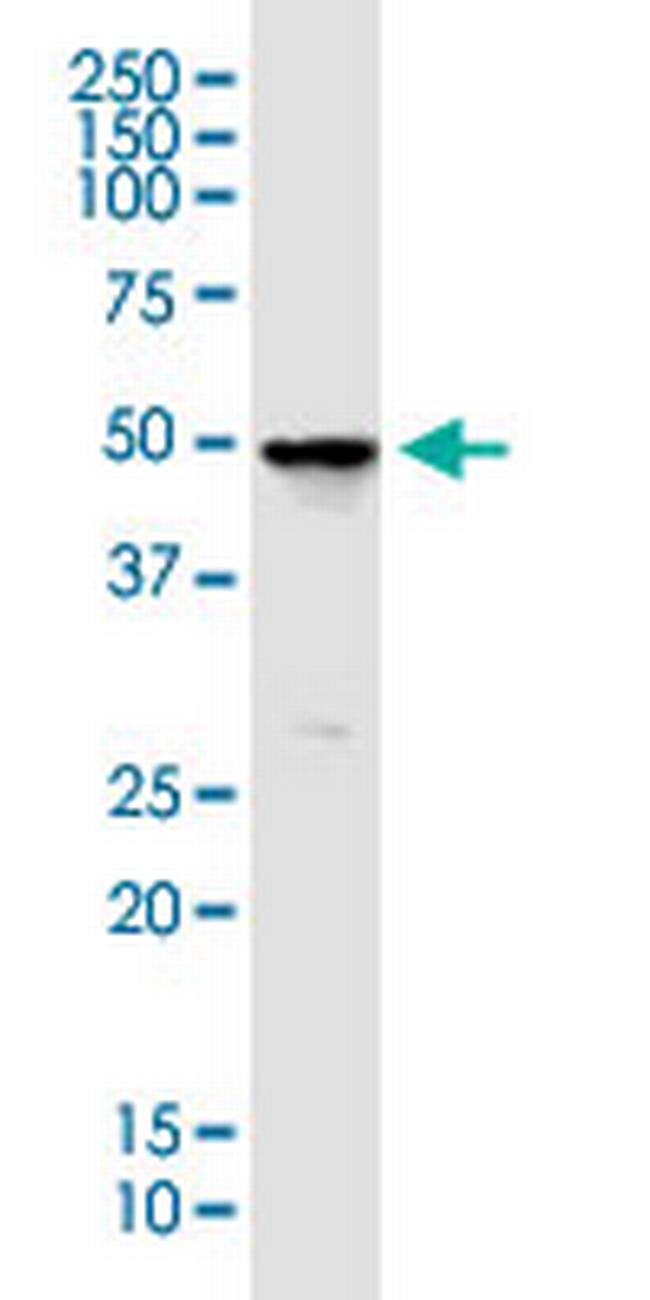 GABRE Antibody in Western Blot (WB)