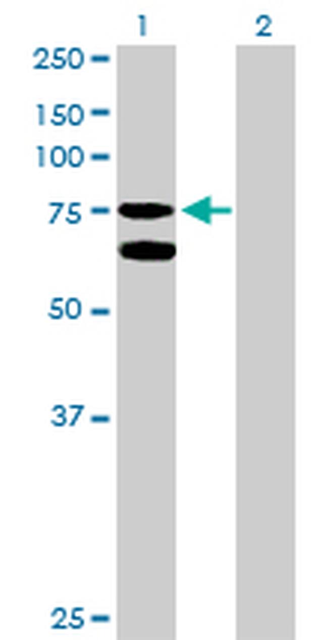 GARS Antibody in Western Blot (WB)