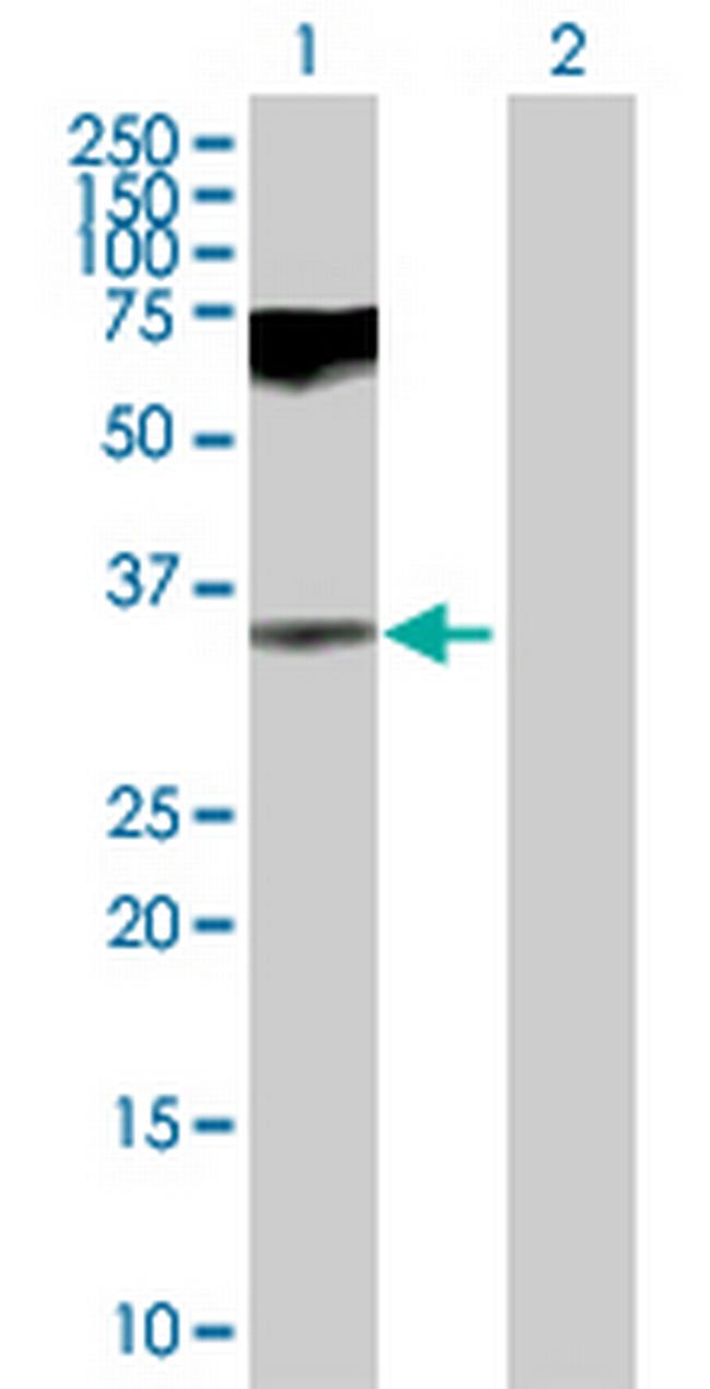 GAS2 Antibody in Western Blot (WB)