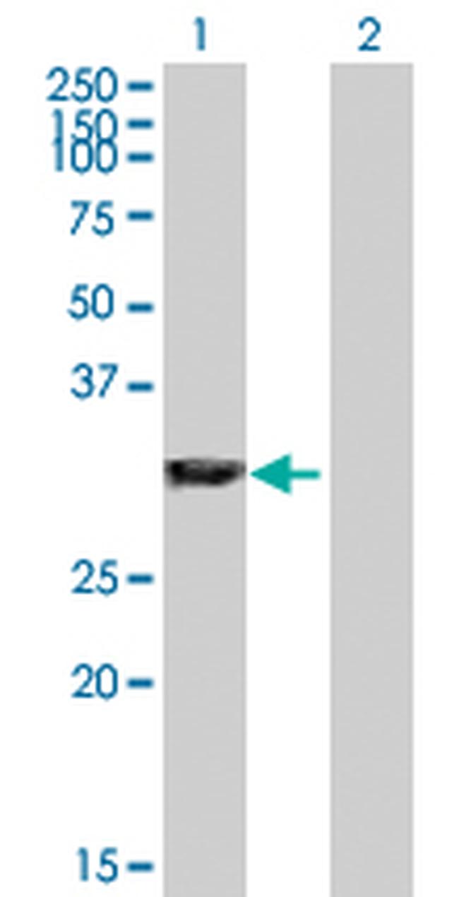 GAS2 Antibody in Western Blot (WB)