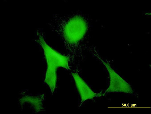 GAS2 Antibody in Immunocytochemistry (ICC/IF)