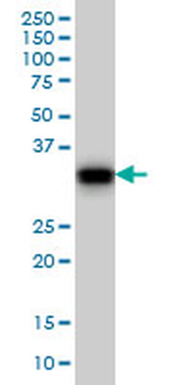 GAS2 Antibody in Western Blot (WB)