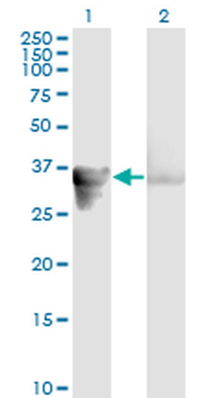 GAS2 Antibody in Western Blot (WB)