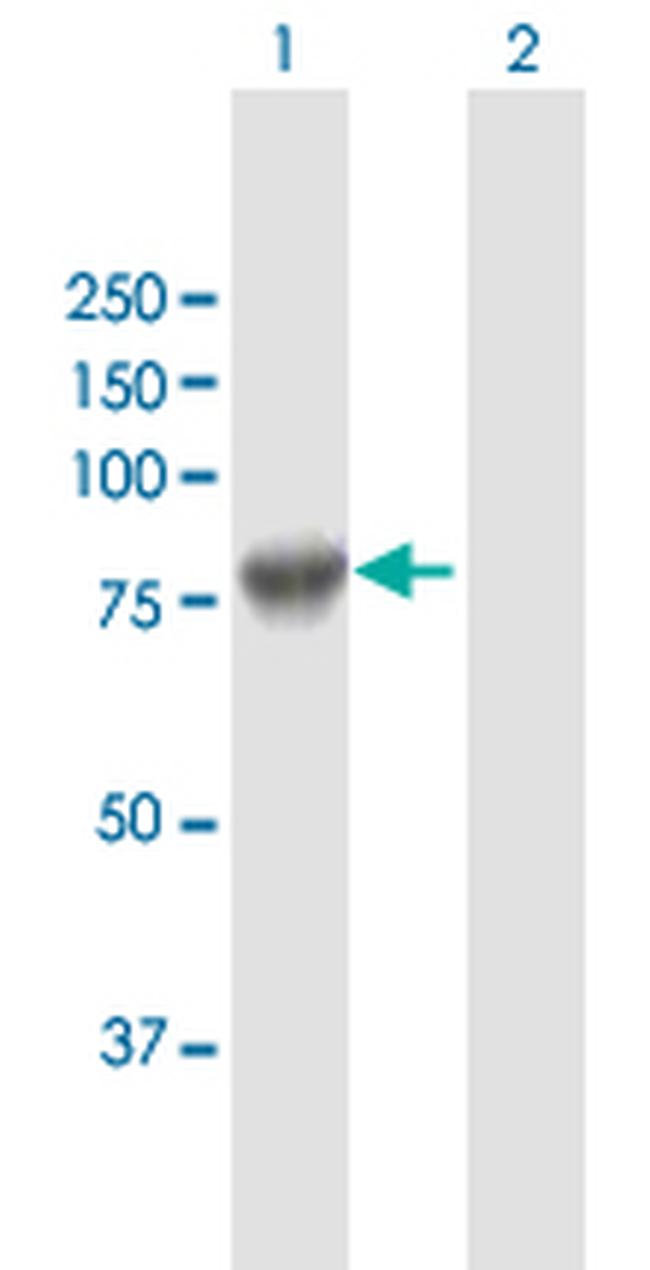 GAS6 Antibody in Western Blot (WB)