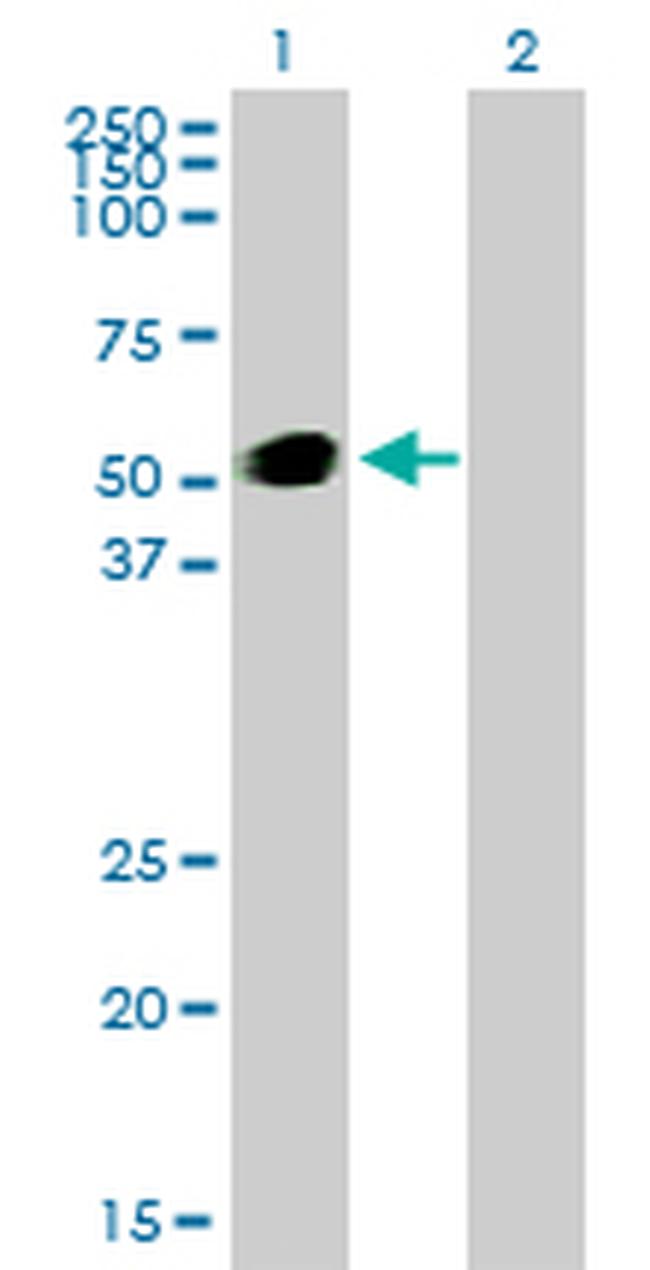 GATA2 Antibody in Western Blot (WB)