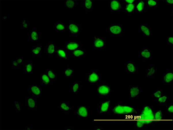 GATA2 Antibody in Immunocytochemistry (ICC/IF)