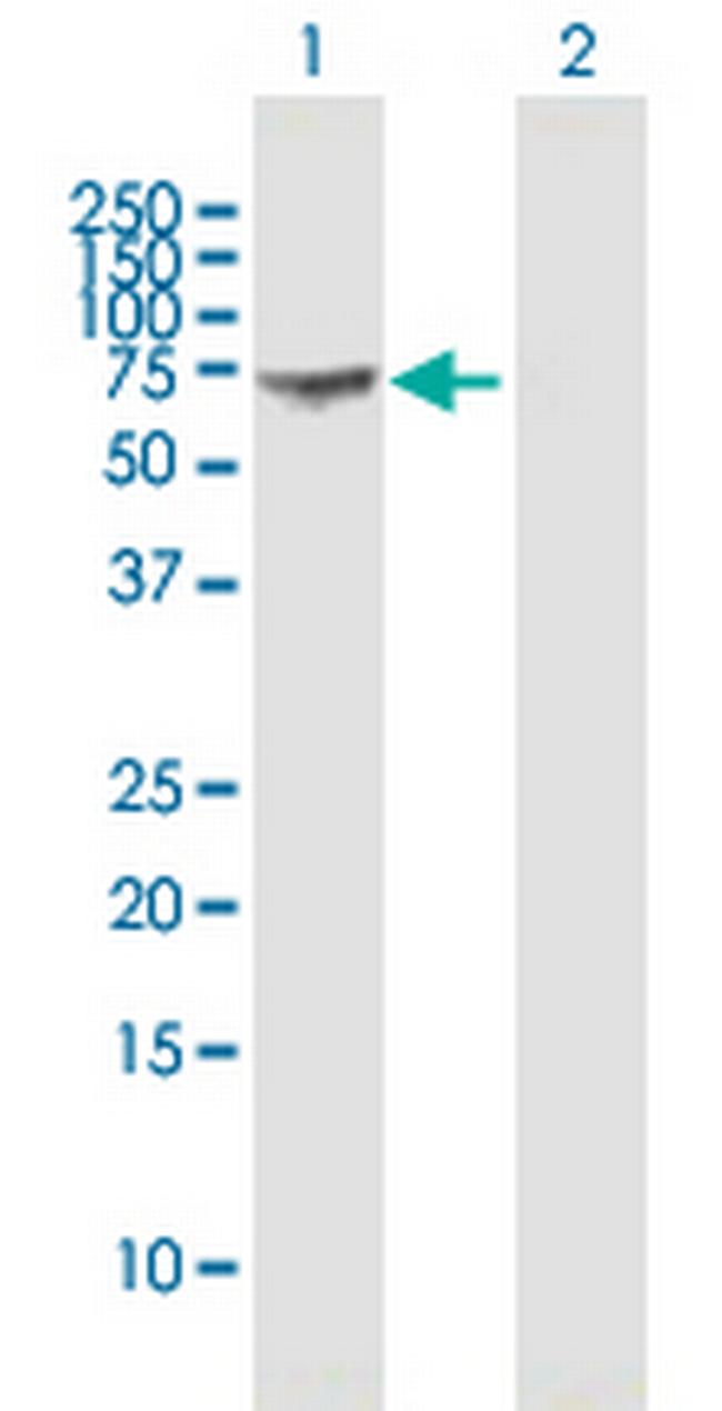 GBP1 Antibody in Western Blot (WB)