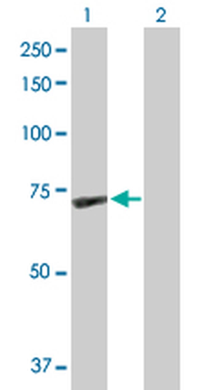 GBP1 Antibody in Western Blot (WB)