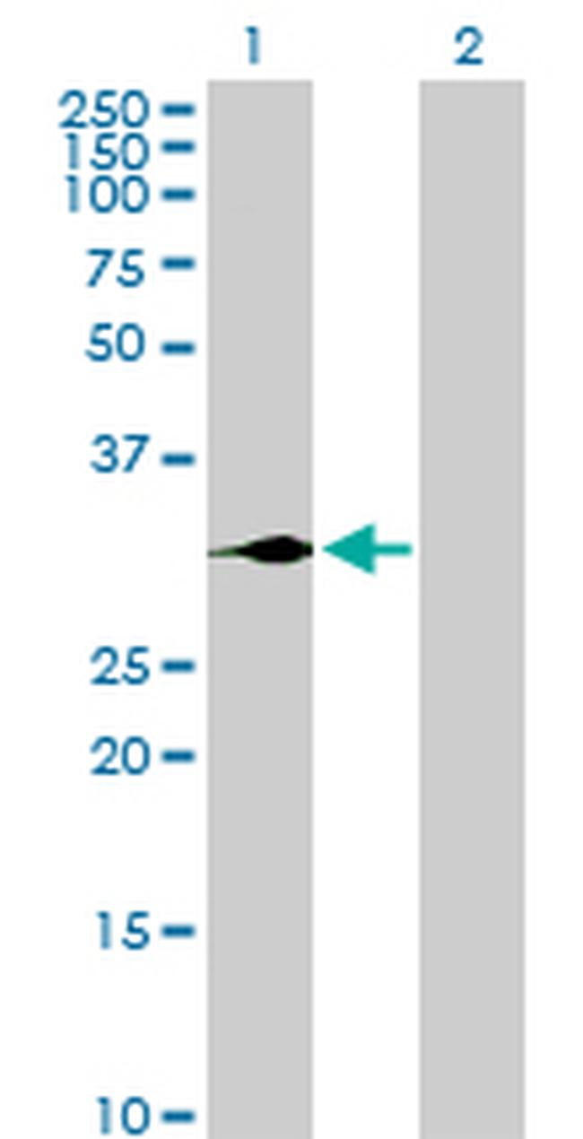 GCG Antibody in Western Blot (WB)