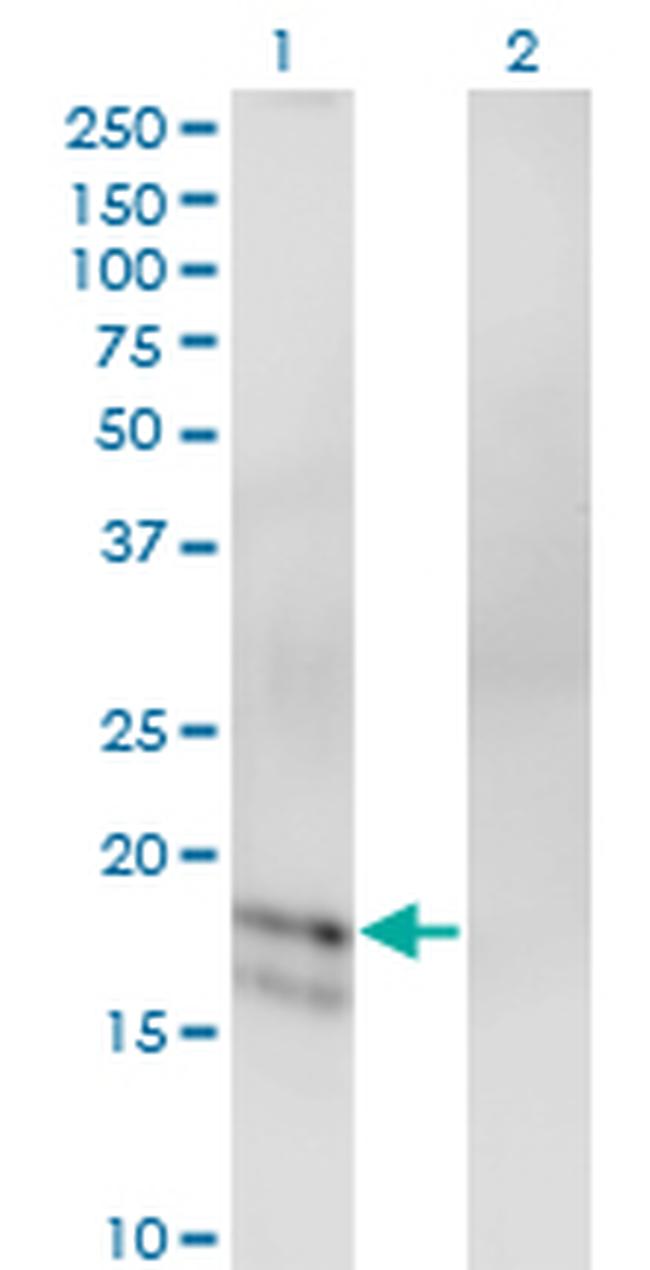 GCG Antibody in Western Blot (WB)