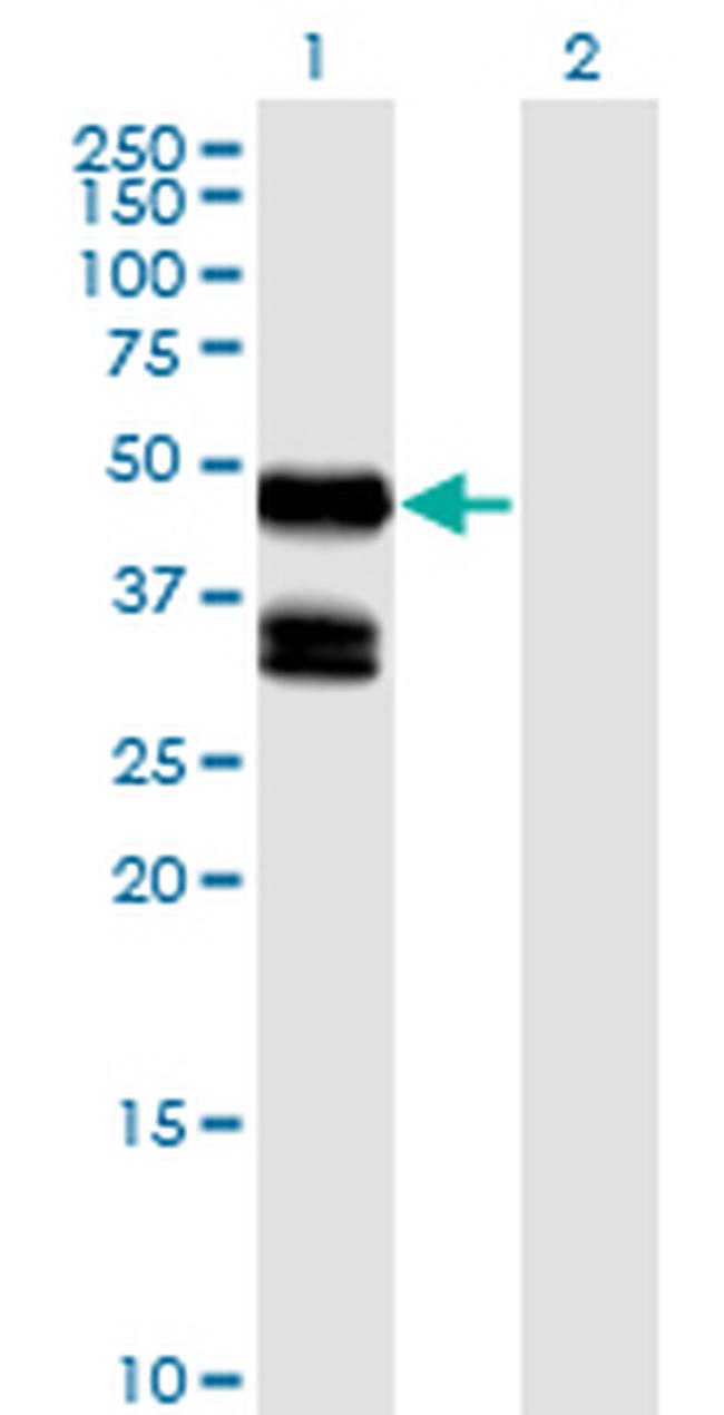 GDF8 Antibody in Western Blot (WB)