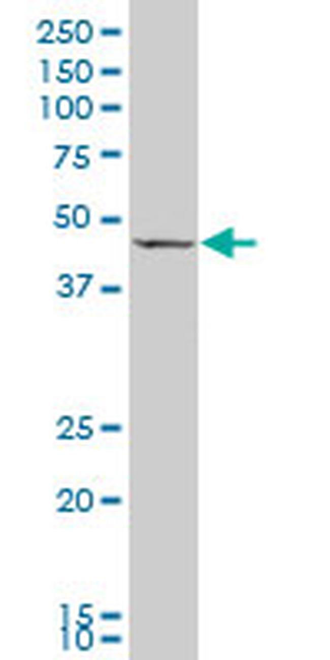 GDF8 Antibody in Western Blot (WB)