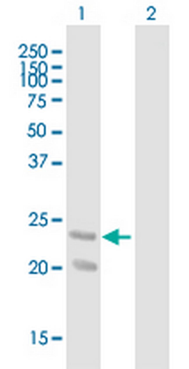 GDNF Antibody in Western Blot (WB)