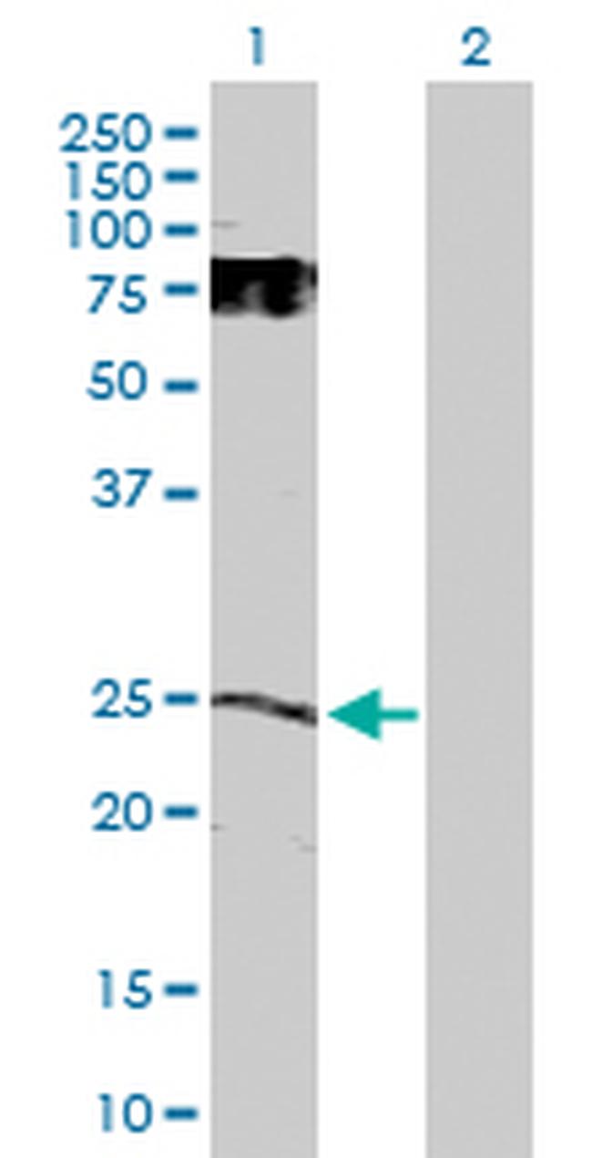 GDNF Antibody in Western Blot (WB)