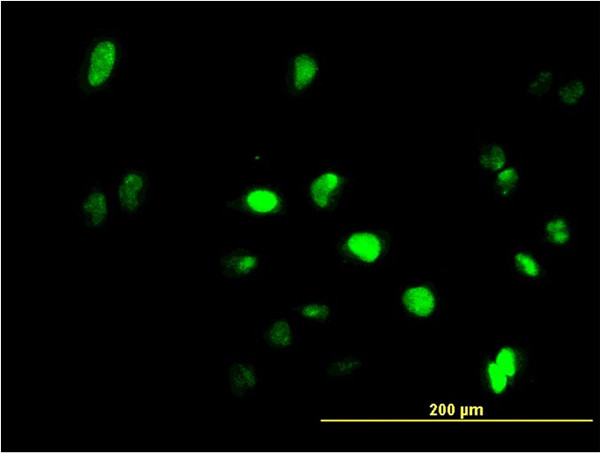 GFI1 Antibody in Immunocytochemistry (ICC/IF)