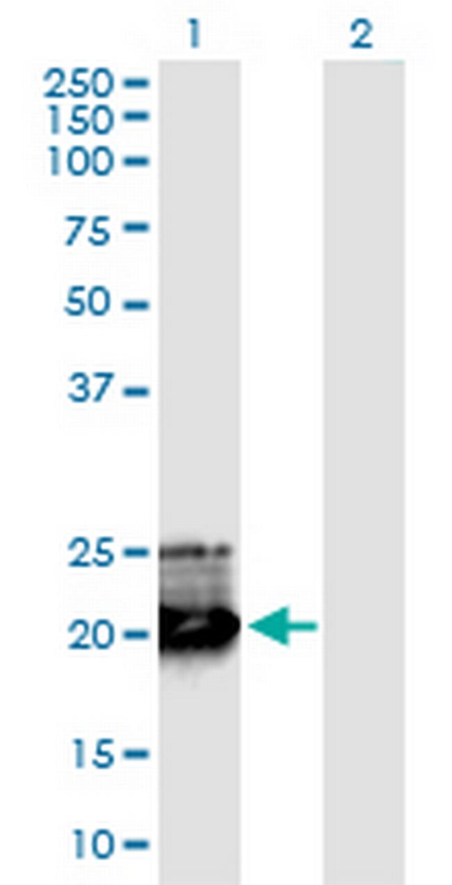 GH1 Antibody in Western Blot (WB)