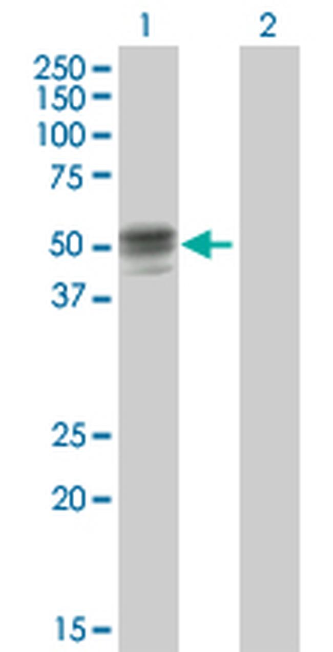 GIF Antibody in Western Blot (WB)