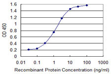 GLS Antibody in ELISA (ELISA)