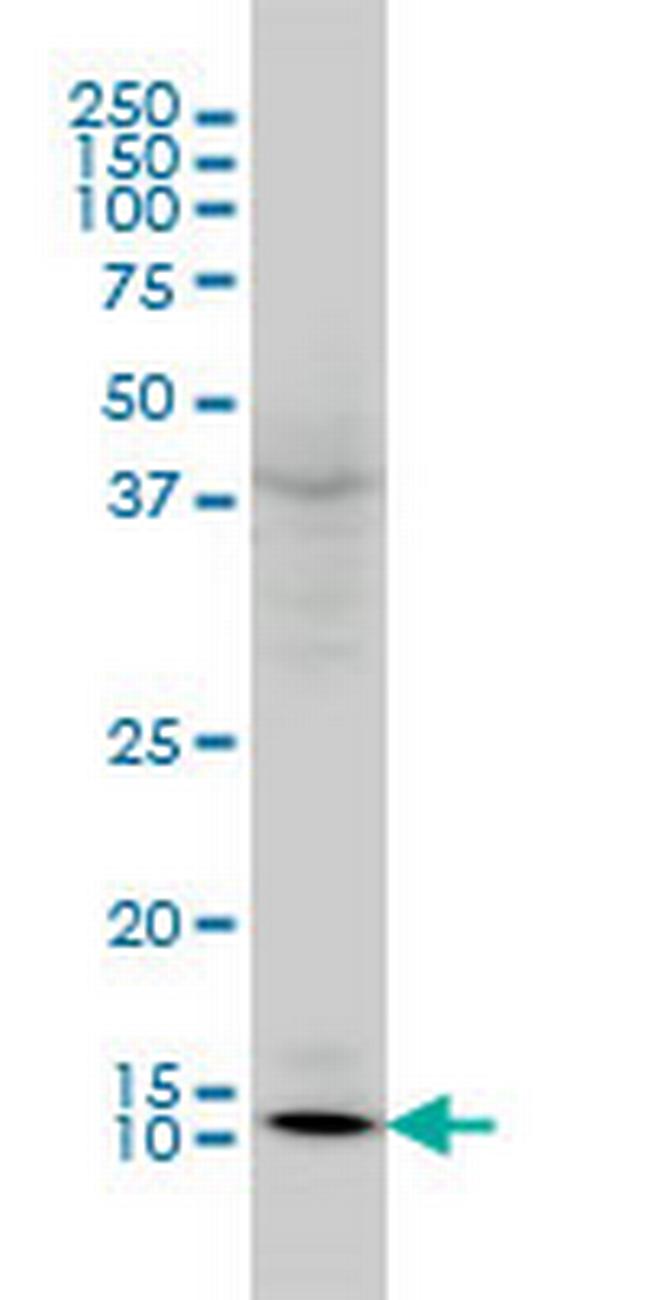 GLRX Antibody in Western Blot (WB)