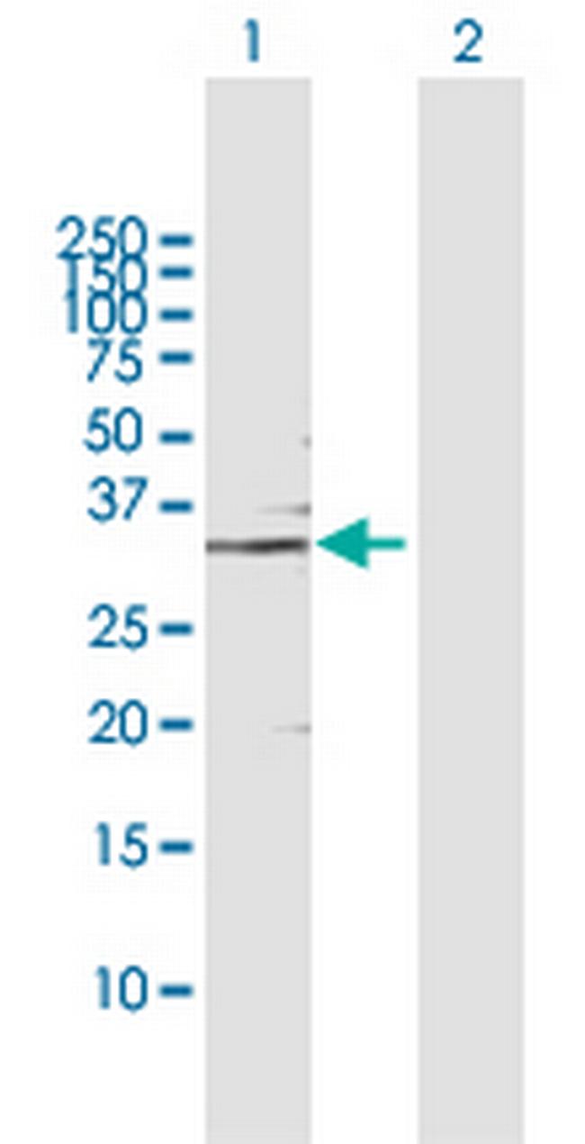 GMPR Antibody in Western Blot (WB)