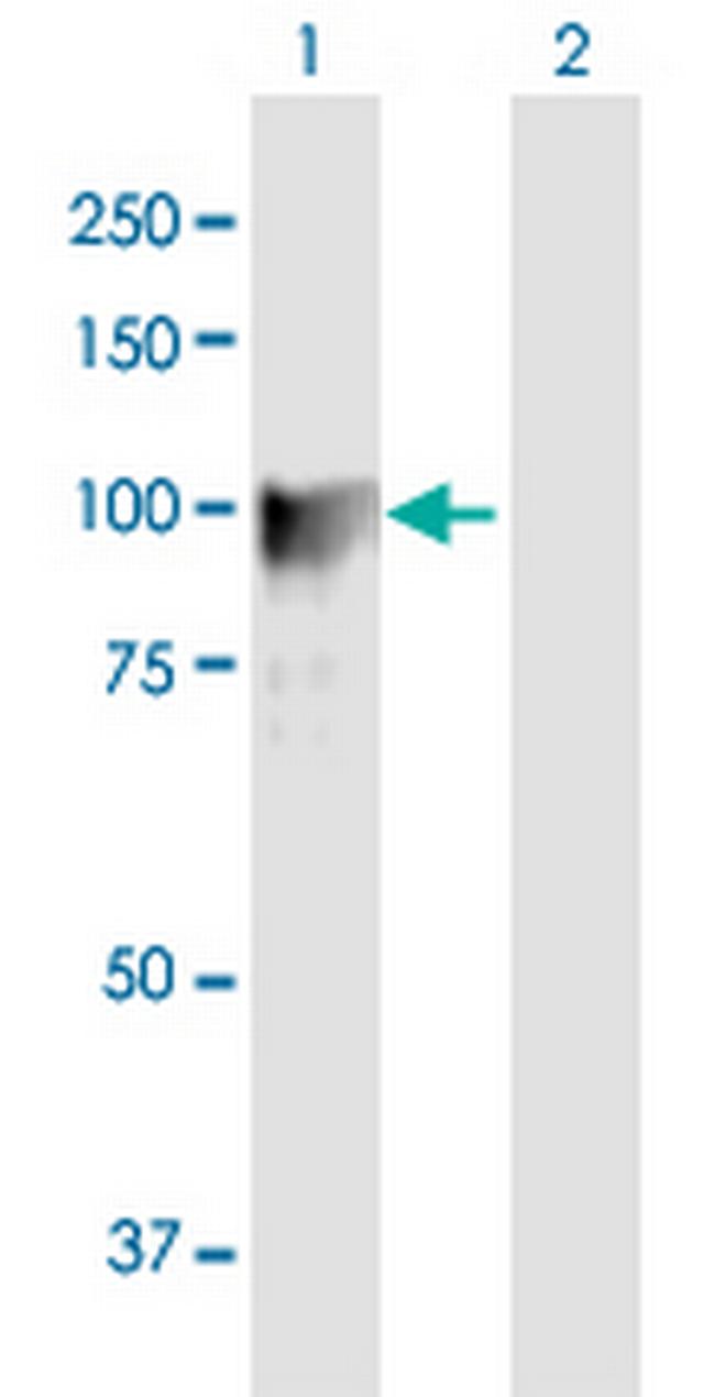 GOLGA1 Antibody in Western Blot (WB)