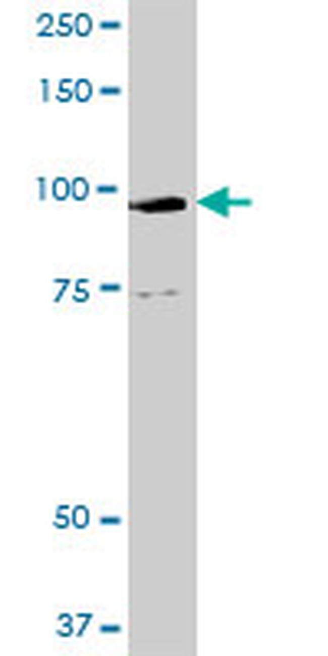 GOLGA1 Antibody in Western Blot (WB)