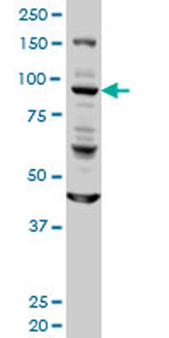 GOLGA1 Antibody in Western Blot (WB)