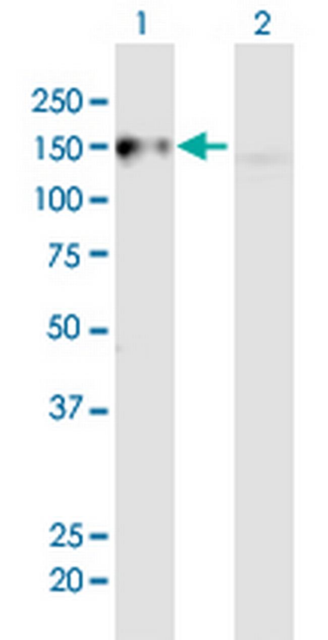 GOLGA2 Antibody in Western Blot (WB)