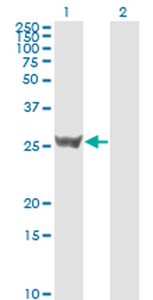 SFN Antibody in Western Blot (WB)