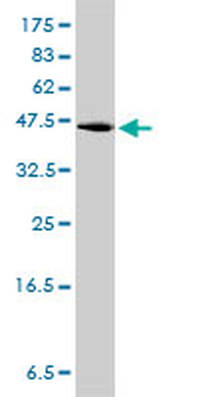 GPR3 Antibody in Western Blot (WB)