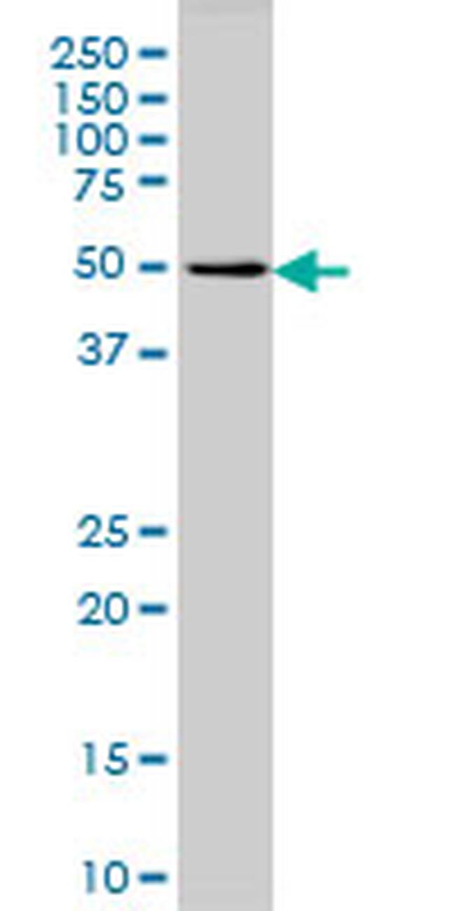 GPR24 Antibody in Western Blot (WB)