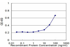 GRIN2B Antibody in ELISA (ELISA)