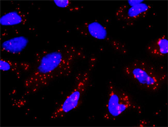 GRIN2B Antibody in Proximity Ligation Assay (PLA) (PLA)