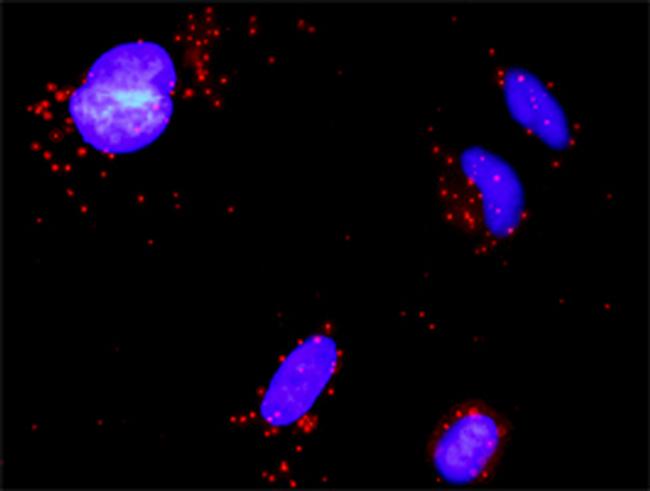 GSTP1 Antibody in Proximity Ligation Assay (PLA) (PLA)