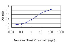 GYG1 Antibody in ELISA (ELISA)