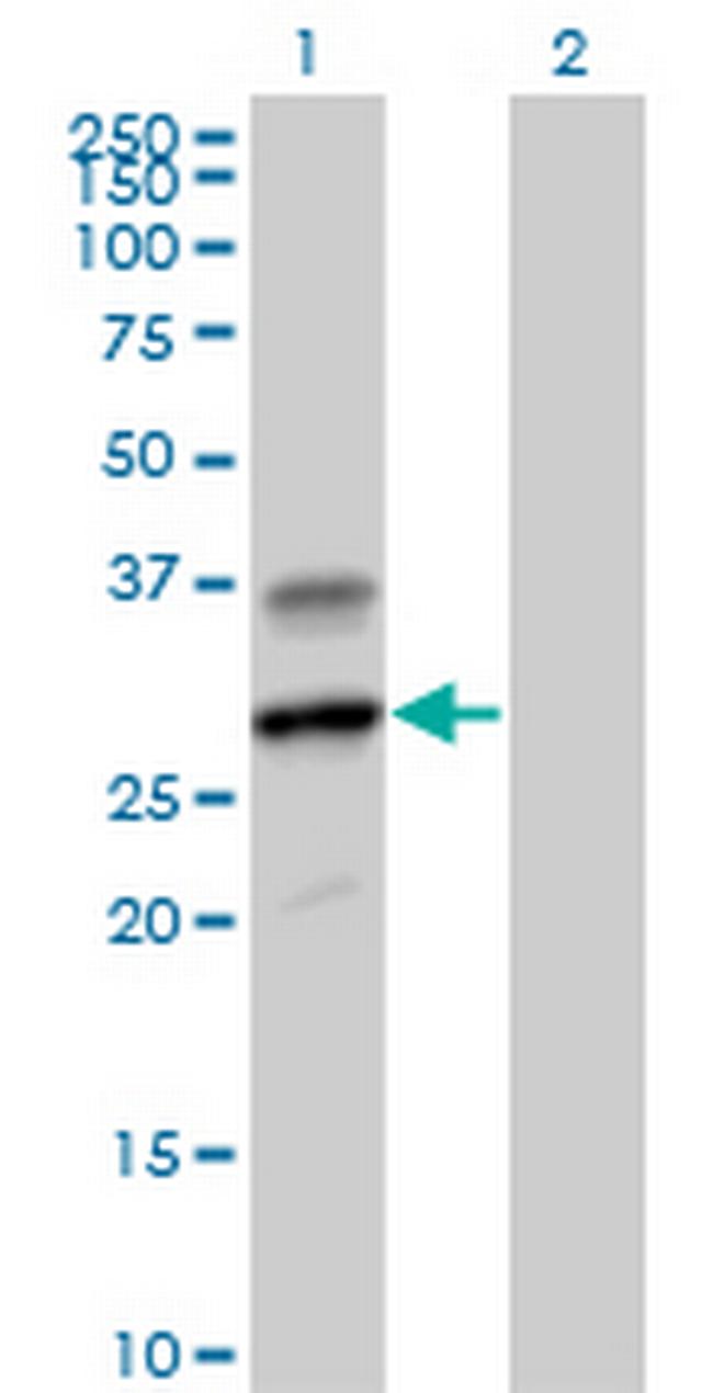 GZMH Antibody in Western Blot (WB)