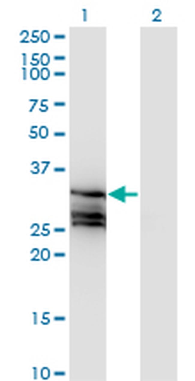 HAGH Antibody in Western Blot (WB)