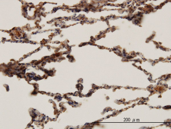 HBB Antibody in Immunohistochemistry (Paraffin) (IHC (P))