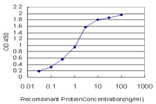 HBZ Antibody in ELISA (ELISA)