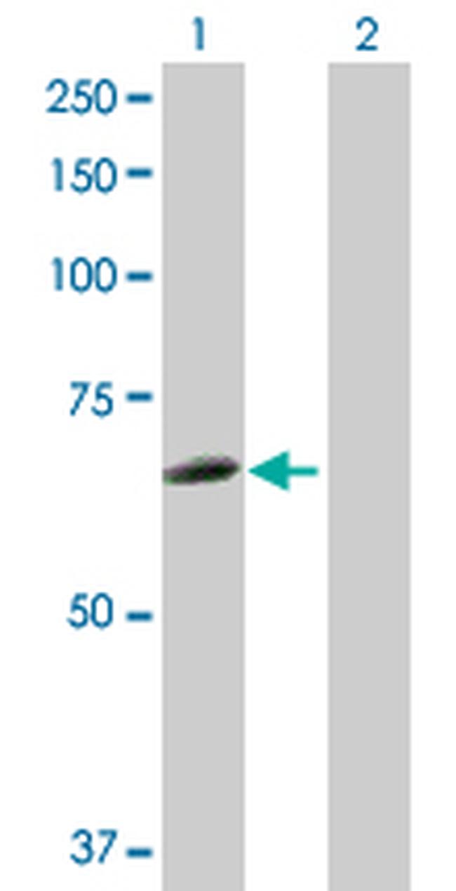 HCK Antibody in Western Blot (WB)