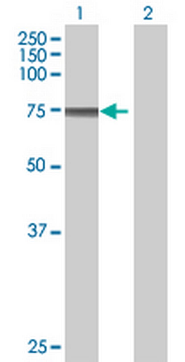 HCLS1 Antibody in Western Blot (WB)