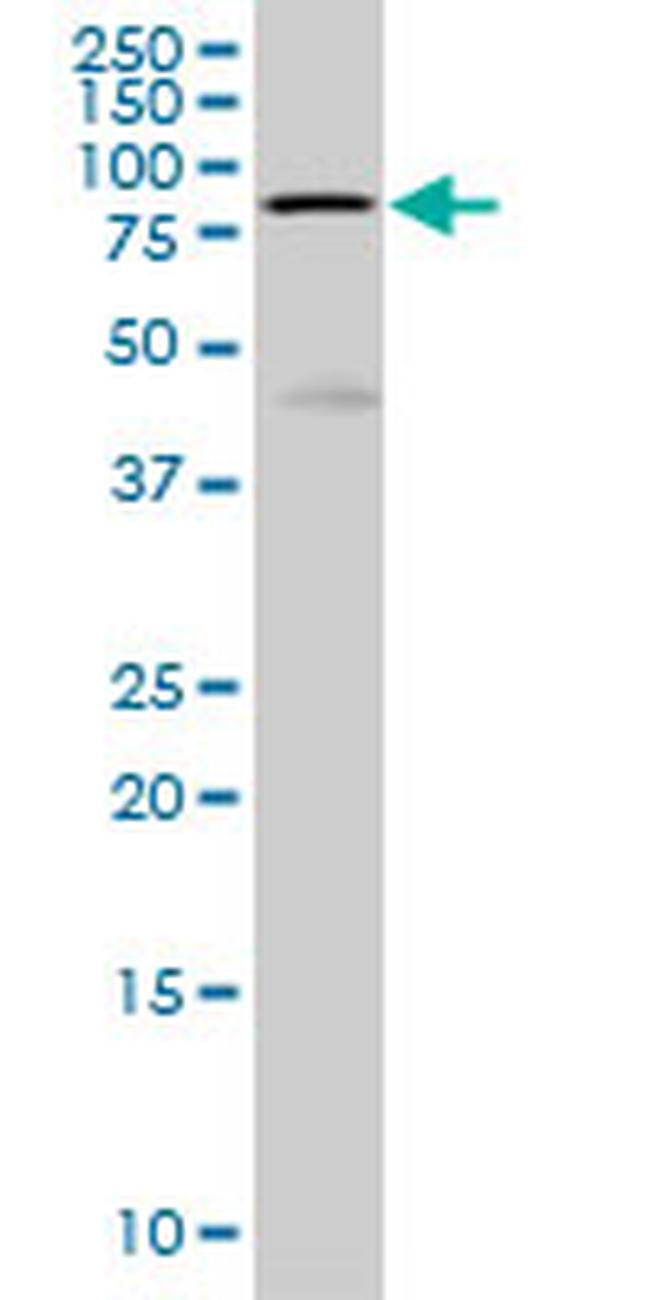 HCLS1 Antibody in Western Blot (WB)