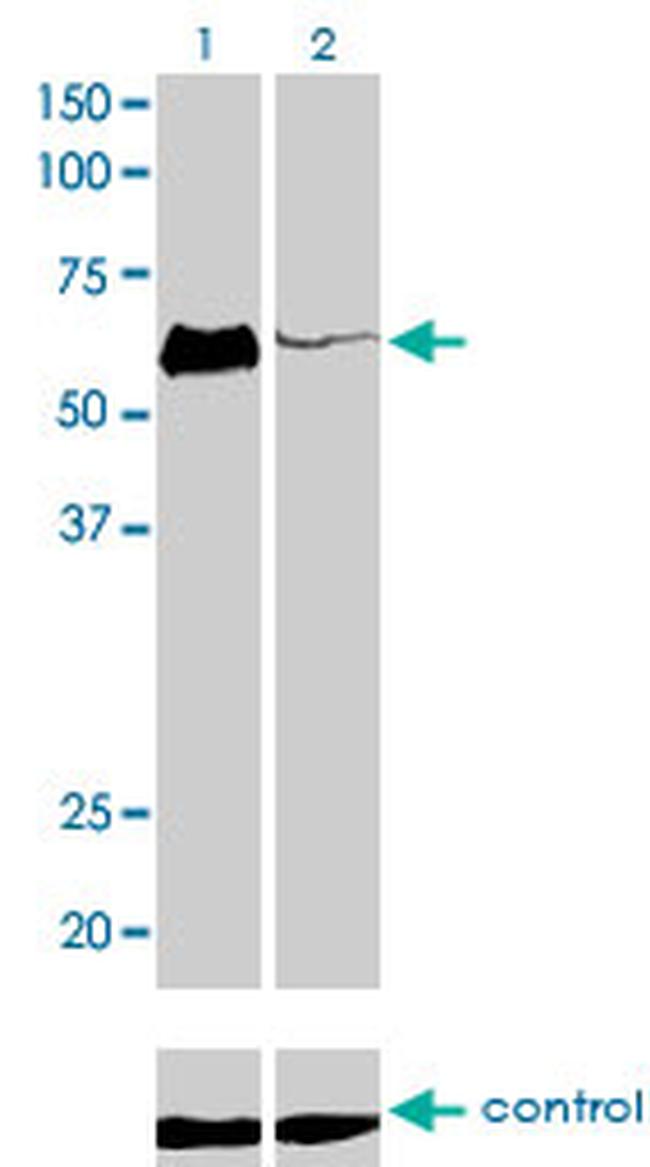 HCLS1 Antibody in Western Blot (WB)