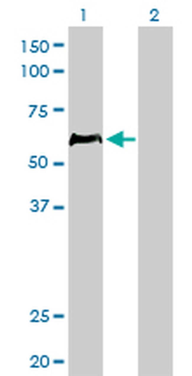 HCLS1 Antibody in Western Blot (WB)