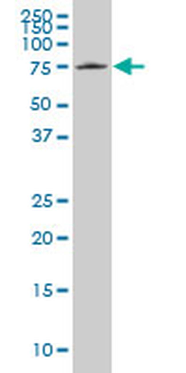 HCLS1 Antibody in Western Blot (WB)