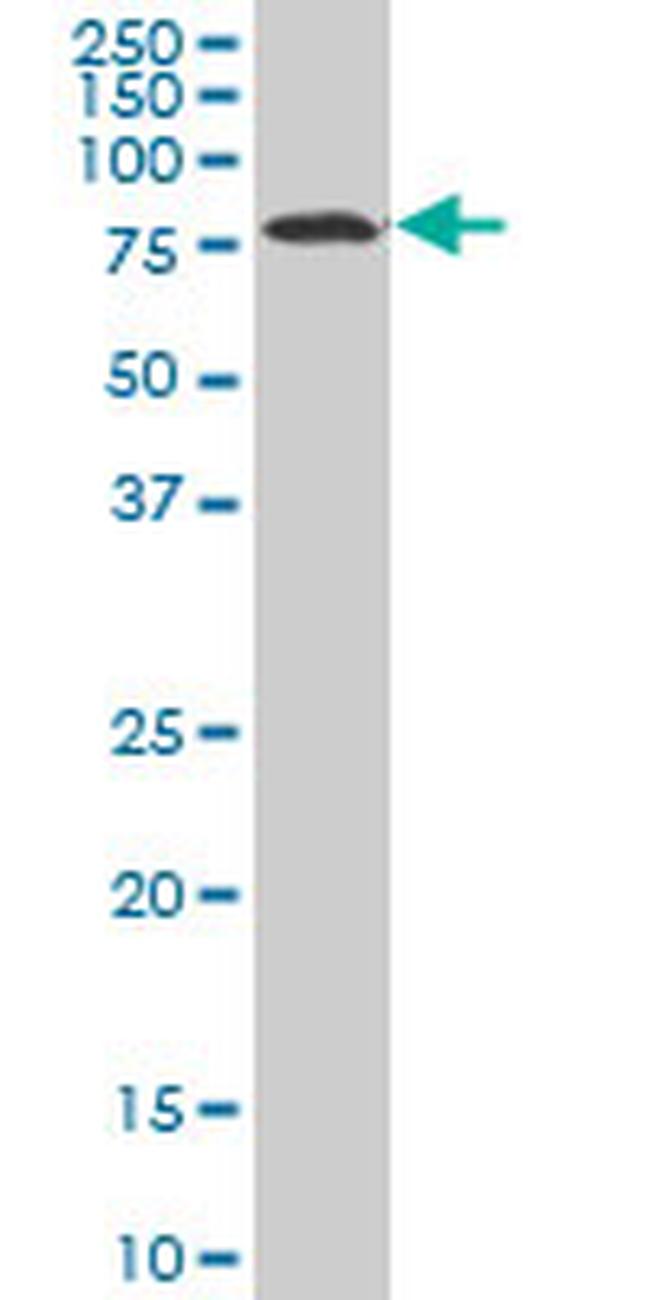 HCLS1 Antibody in Western Blot (WB)