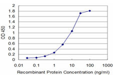 HCLS1 Antibody in ELISA (ELISA)