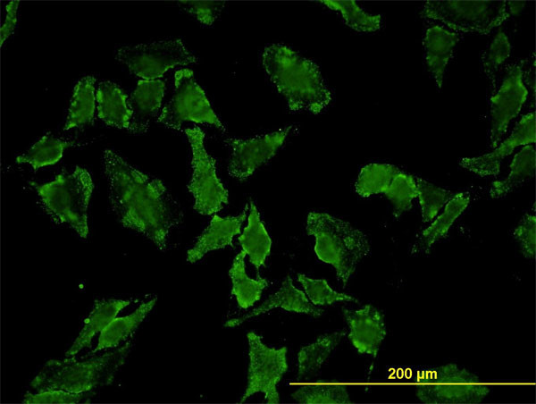 HFE Antibody in Immunocytochemistry (ICC/IF)