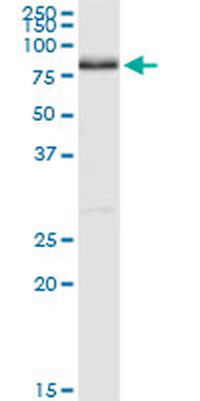 NRG1 Antibody in Western Blot (WB)