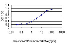 HHEX Antibody in ELISA (ELISA)